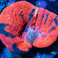 Scolymia Australis- War Paint Scoly Coral 3cm WYSIWYG Scolymia Australis- War Paint Scoly Coral 3cm WYSIWYG LPS Scolymia Australis- War Paint Scoly Coral 3cm WYSIWYG Zeo Box Reef