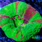 Scolymia Coral - Bleeding Apple Scoly WYSIWYG 5cm Scolymia Coral - Bleeding Apple Scoly WYSIWYG 5cm LPS Scolymia Coral - Bleeding Apple Scoly WYSIWYG 5cm Zeo Box Reef