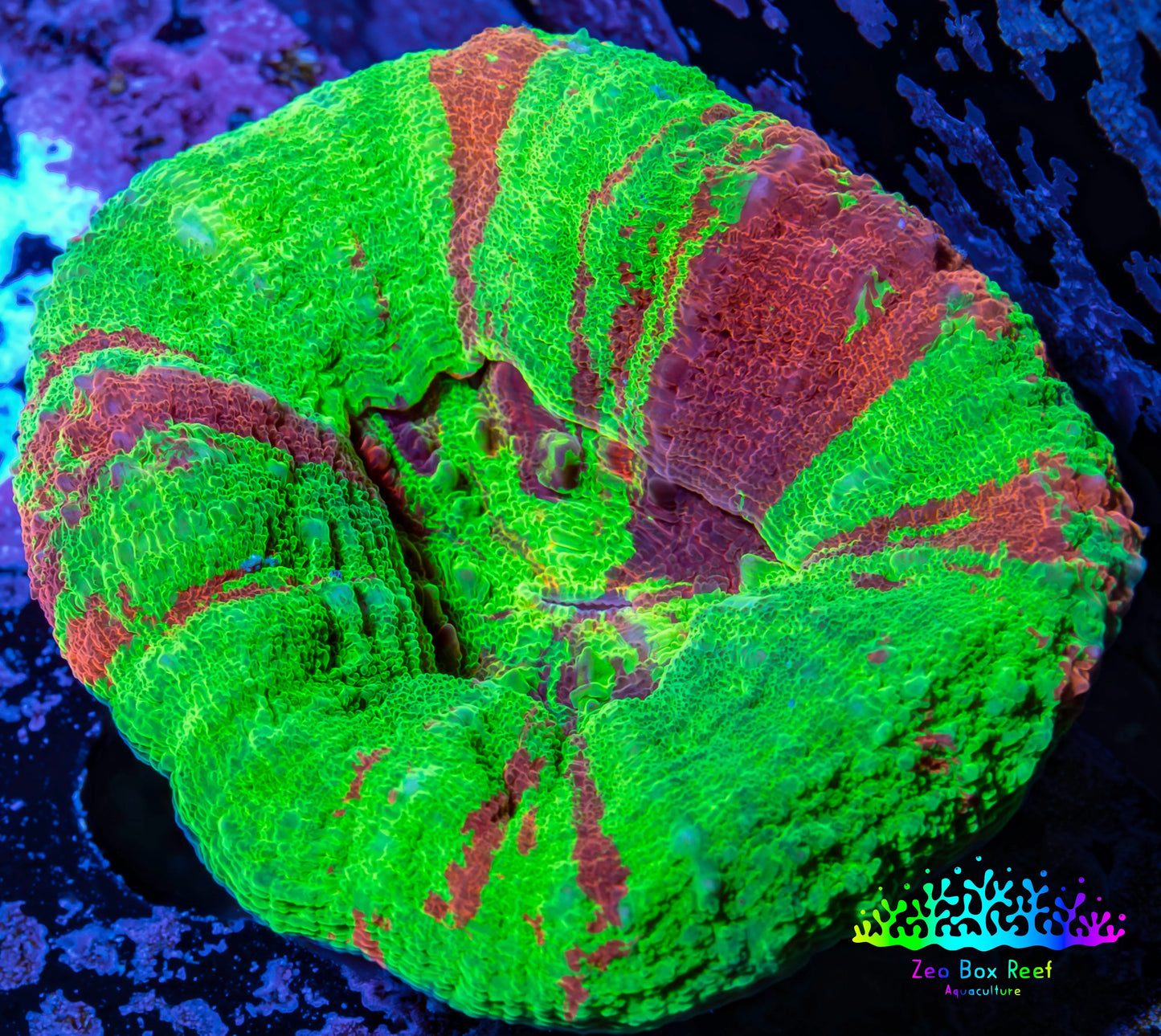 Scolymia Coral - Bleeding Apple Scoly WYSIWYG 5cm Scolymia Coral - Bleeding Apple Scoly WYSIWYG 5cm LPS Scolymia Coral - Bleeding Apple Scoly WYSIWYG 5cm Zeo Box Reef