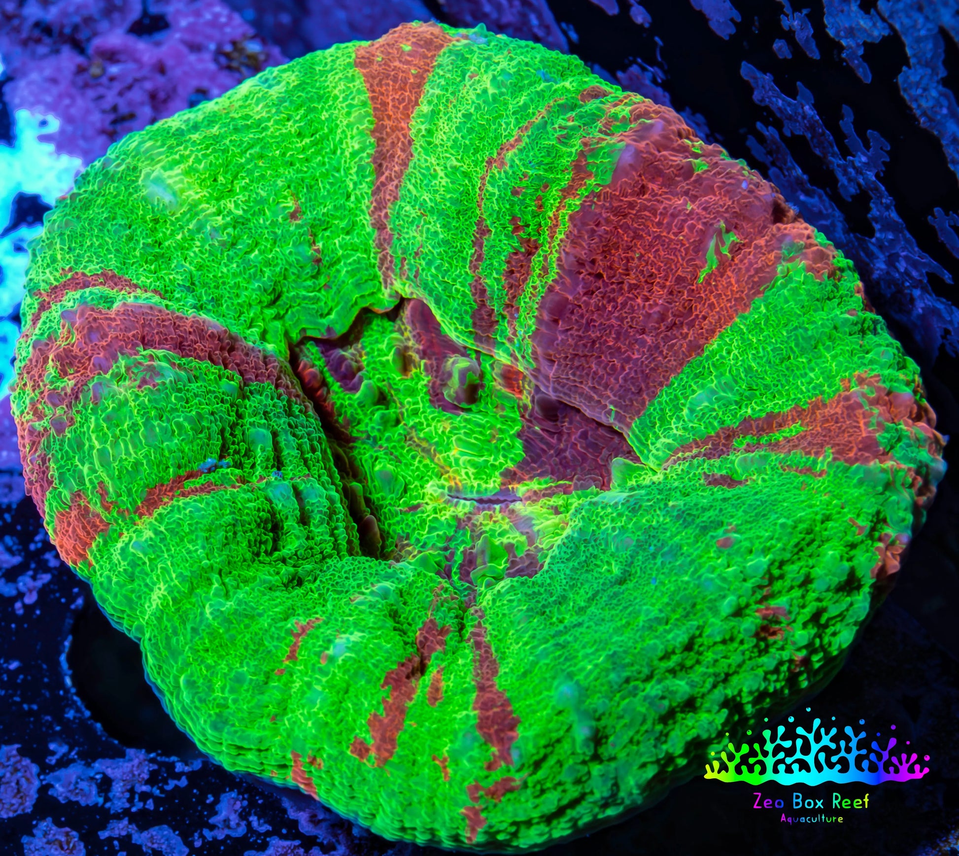 Scolymia Coral - Bleeding Apple Scoly WYSIWYG 5cm Scolymia Coral - Bleeding Apple Scoly WYSIWYG 5cm LPS Scolymia Coral - Bleeding Apple Scoly WYSIWYG 5cm Zeo Box Reef