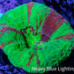 Scolymia Coral - Bleeding Apple Scoly WYSIWYG 5cm Scolymia Coral - Bleeding Apple Scoly WYSIWYG 5cm LPS Scolymia Coral - Bleeding Apple Scoly WYSIWYG 5cm Zeo Box Reef