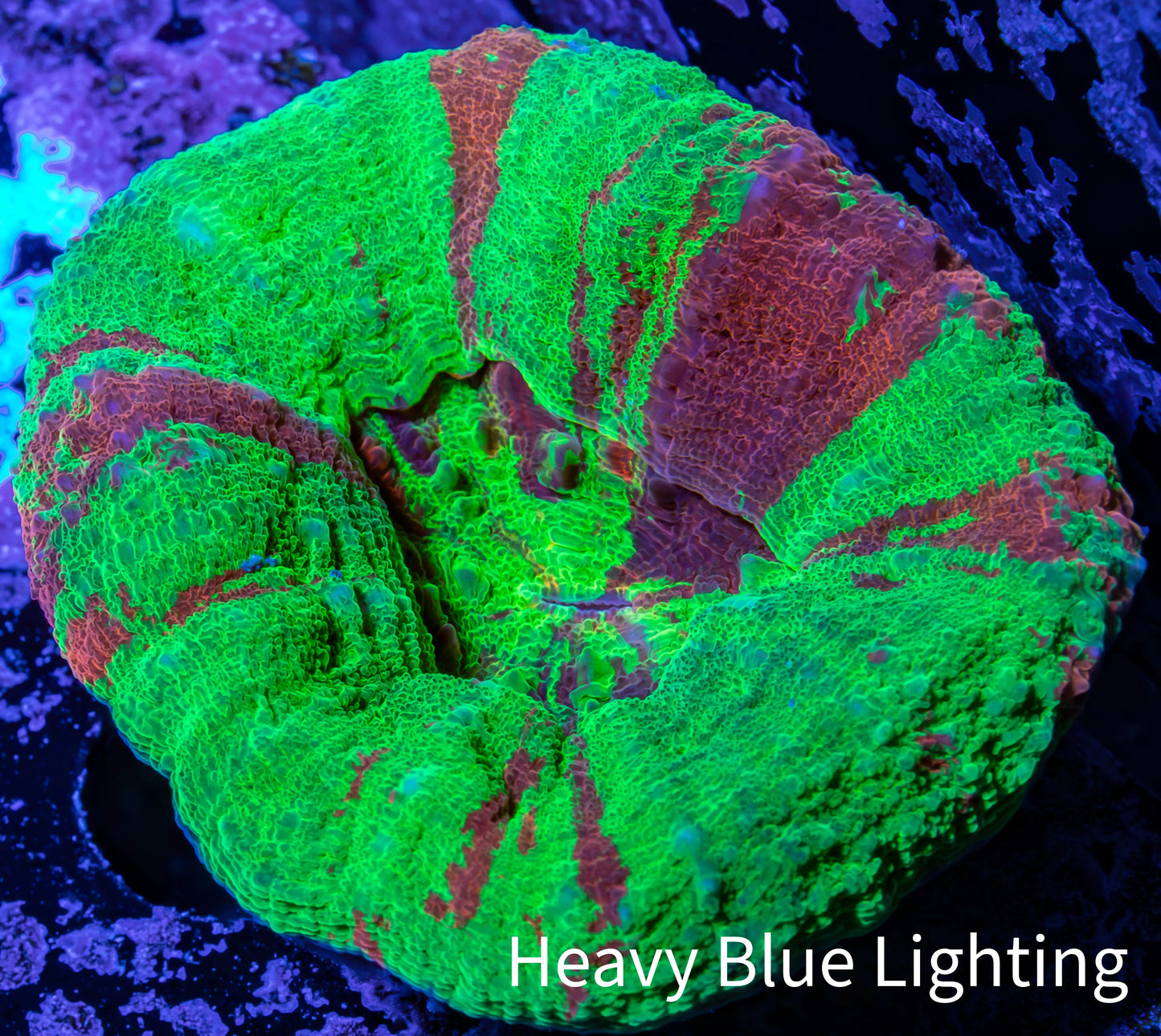 Scolymia Coral - Bleeding Apple Scoly WYSIWYG 5cm Scolymia Coral - Bleeding Apple Scoly WYSIWYG 5cm LPS Scolymia Coral - Bleeding Apple Scoly WYSIWYG 5cm Zeo Box Reef