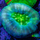 Scolymia Coral - Neon Green and Teal Scoly  WYSIWYG 3cm Scolymia Coral - Neon Green and Teal Scoly  WYSIWYG 3cm LPS Scolymia Coral - Neon Green and Teal Scoly  WYSIWYG 3cm Zeo Box Reef