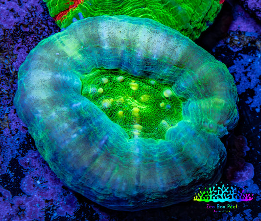 Scolymia Coral - Neon Green and Teal Scoly  WYSIWYG 3cm Scolymia Coral - Neon Green and Teal Scoly  WYSIWYG 3cm LPS Scolymia Coral - Neon Green and Teal Scoly  WYSIWYG 3cm Zeo Box Reef