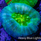 Scolymia Coral - Neon Green and Teal Scoly  WYSIWYG 3cm Scolymia Coral - Neon Green and Teal Scoly  WYSIWYG 3cm LPS Scolymia Coral - Neon Green and Teal Scoly  WYSIWYG 3cm Zeo Box Reef