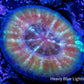 Scolymia Coral - Scoly WYSIWYG 3cmn Scolymia Coral - Scoly WYSIWYG 3cmn LPS Scolymia Coral - Scoly WYSIWYG 3cmn Zeo Box Reef