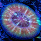 Scolymia Coral - Scoly WYSIWYG 3cmn Scolymia Coral - Scoly WYSIWYG 3cmn LPS Scolymia Coral - Scoly WYSIWYG 3cmn Zeo Box Reef