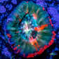 Scolymia Coral - Scoly WYSIWYG 3cmn Scolymia Coral - Scoly WYSIWYG 3cmn LPS Scolymia Coral - Scoly WYSIWYG 3cmn Zeo Box Reef