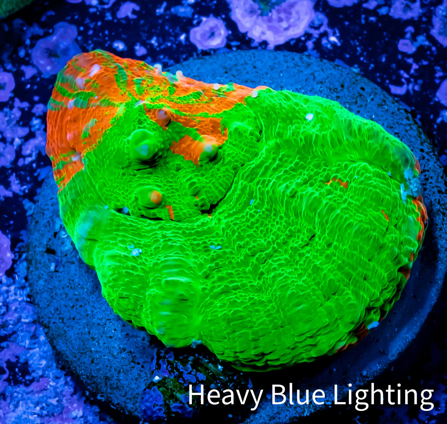 Scolymia Coral - Ultra Bleeding Apple Scoly Frag WYSIWYG Scolymia Coral - Ultra Bleeding Apple Scoly Frag WYSIWYG LPS Scolymia Coral - Ultra Bleeding Apple Scoly Frag WYSIWYG Zeo Box Reef