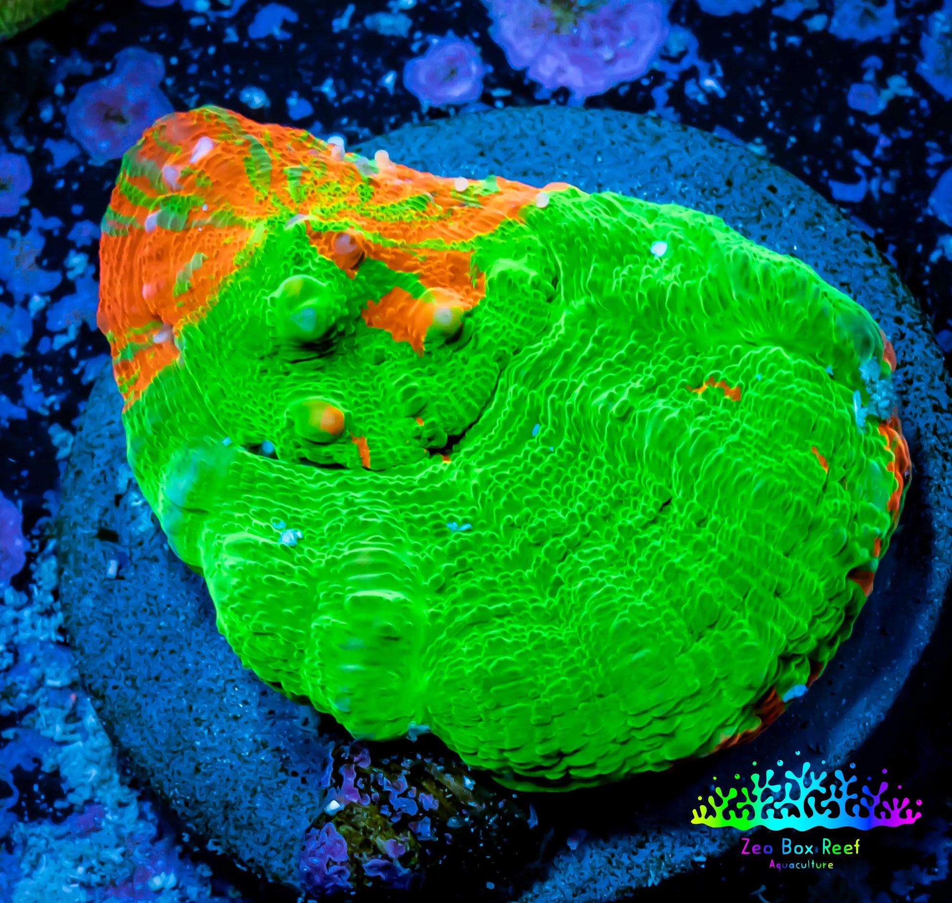 Scolymia Coral - Ultra Bleeding Apple Scoly Frag WYSIWYG Scolymia Coral - Ultra Bleeding Apple Scoly Frag WYSIWYG LPS Scolymia Coral - Ultra Bleeding Apple Scoly Frag WYSIWYG Zeo Box Reef