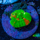 Scolymia Coral - Ultra Bleeding Apple  Scoly Frag WYSIWYG Scolymia Coral - Ultra Bleeding Apple  Scoly Frag WYSIWYG LPS Scolymia Coral - Ultra Bleeding Apple  Scoly Frag WYSIWYG Zeo Box Reef