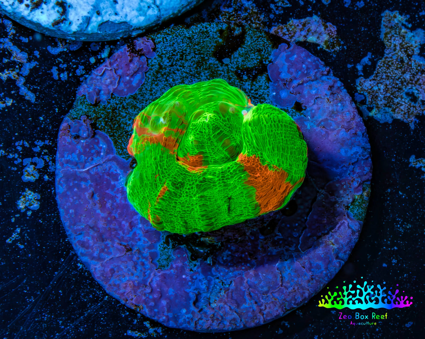 Scolymia Coral - Ultra Bleeding Apple  Scoly Frag WYSIWYG Scolymia Coral - Ultra Bleeding Apple  Scoly Frag WYSIWYG LPS Scolymia Coral - Ultra Bleeding Apple  Scoly Frag WYSIWYG Zeo Box Reef
