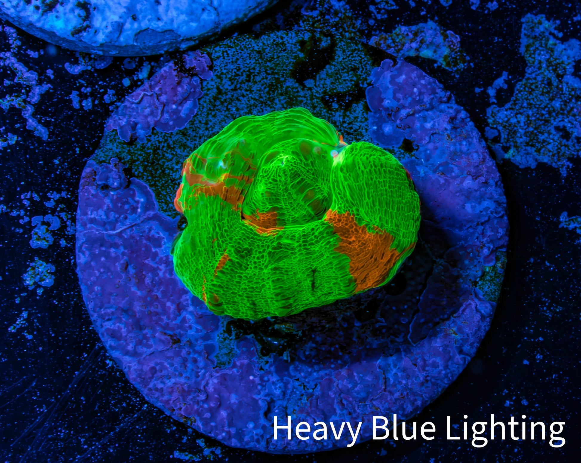 Scolymia Coral - Ultra Bleeding Apple  Scoly Frag WYSIWYG Scolymia Coral - Ultra Bleeding Apple  Scoly Frag WYSIWYG LPS Scolymia Coral - Ultra Bleeding Apple  Scoly Frag WYSIWYG Zeo Box Reef
