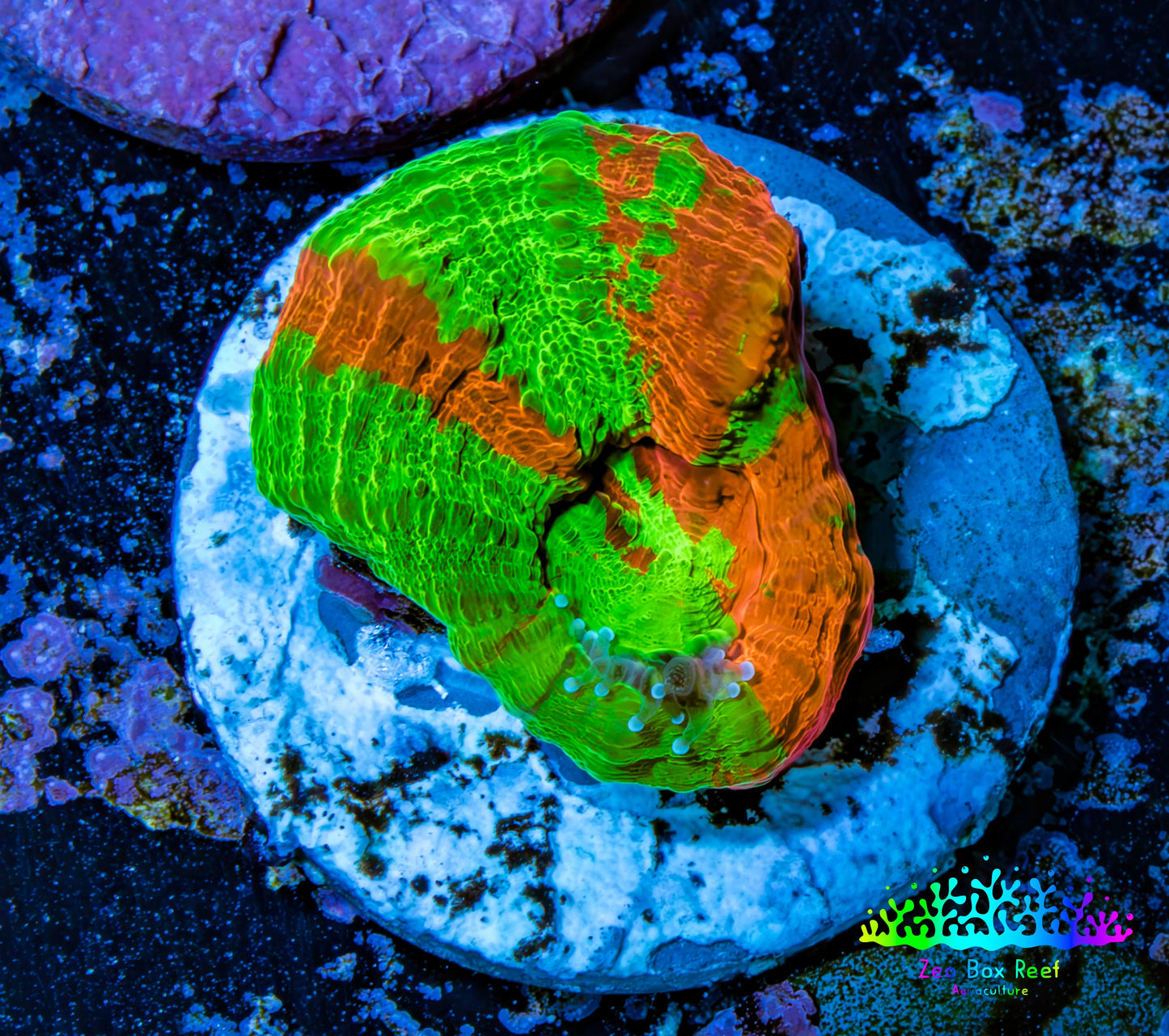 Scolymia Coral - Ultra Bleeding Apple  Scoly Frag WYSIWYG Scolymia Coral - Ultra Bleeding Apple  Scoly Frag WYSIWYG LPS Scolymia Coral - Ultra Bleeding Apple  Scoly Frag WYSIWYG Zeo Box Reef