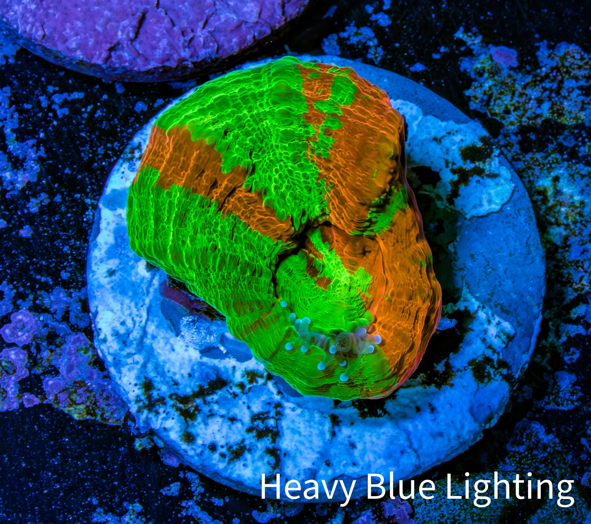 Scolymia Coral - Ultra Bleeding Apple  Scoly Frag WYSIWYG Scolymia Coral - Ultra Bleeding Apple  Scoly Frag WYSIWYG LPS Scolymia Coral - Ultra Bleeding Apple  Scoly Frag WYSIWYG Zeo Box Reef