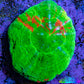 Scolymia Coral - Ultra Bleeding Apple Scoly  WYSIWYG 3cm Scolymia Coral - Ultra Bleeding Apple Scoly  WYSIWYG 3cm LPS Scolymia Coral - Ultra Bleeding Apple Scoly  WYSIWYG 3cm Zeo Box Reef