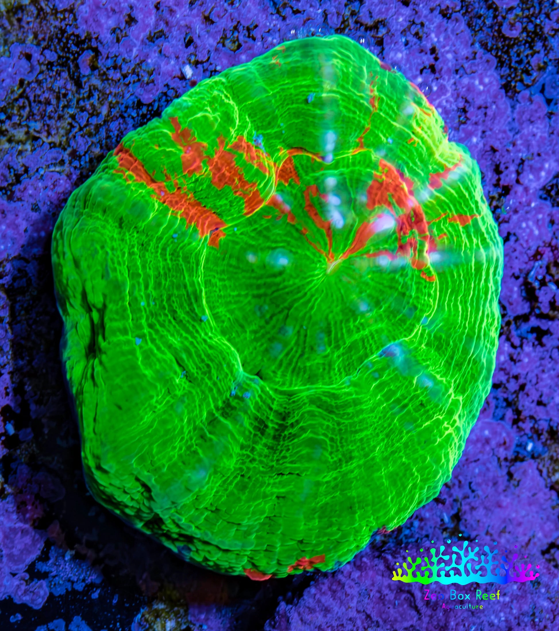 Scolymia Coral - Ultra Bleeding Apple Scoly  WYSIWYG 3cm Scolymia Coral - Ultra Bleeding Apple Scoly  WYSIWYG 3cm LPS Scolymia Coral - Ultra Bleeding Apple Scoly  WYSIWYG 3cm Zeo Box Reef
