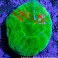 Scolymia Coral - Ultra Bleeding Apple Scoly  WYSIWYG 3cm Scolymia Coral - Ultra Bleeding Apple Scoly  WYSIWYG 3cm LPS Scolymia Coral - Ultra Bleeding Apple Scoly  WYSIWYG 3cm Zeo Box Reef