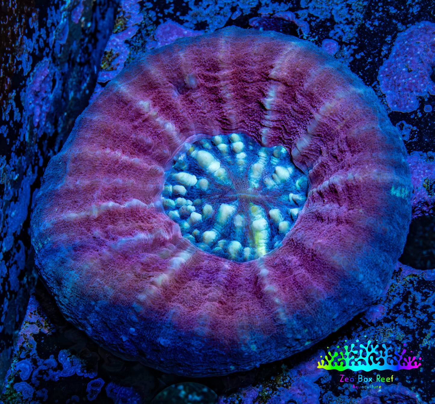 Scolymia Coral - Ultra Pink and Blue Scoly WYSIWYG 5cm Scolymia Coral - Ultra Pink and Blue Scoly WYSIWYG 5cm LPS Scolymia Coral - Ultra Pink and Blue Scoly WYSIWYG 5cm Zeo Box Reef