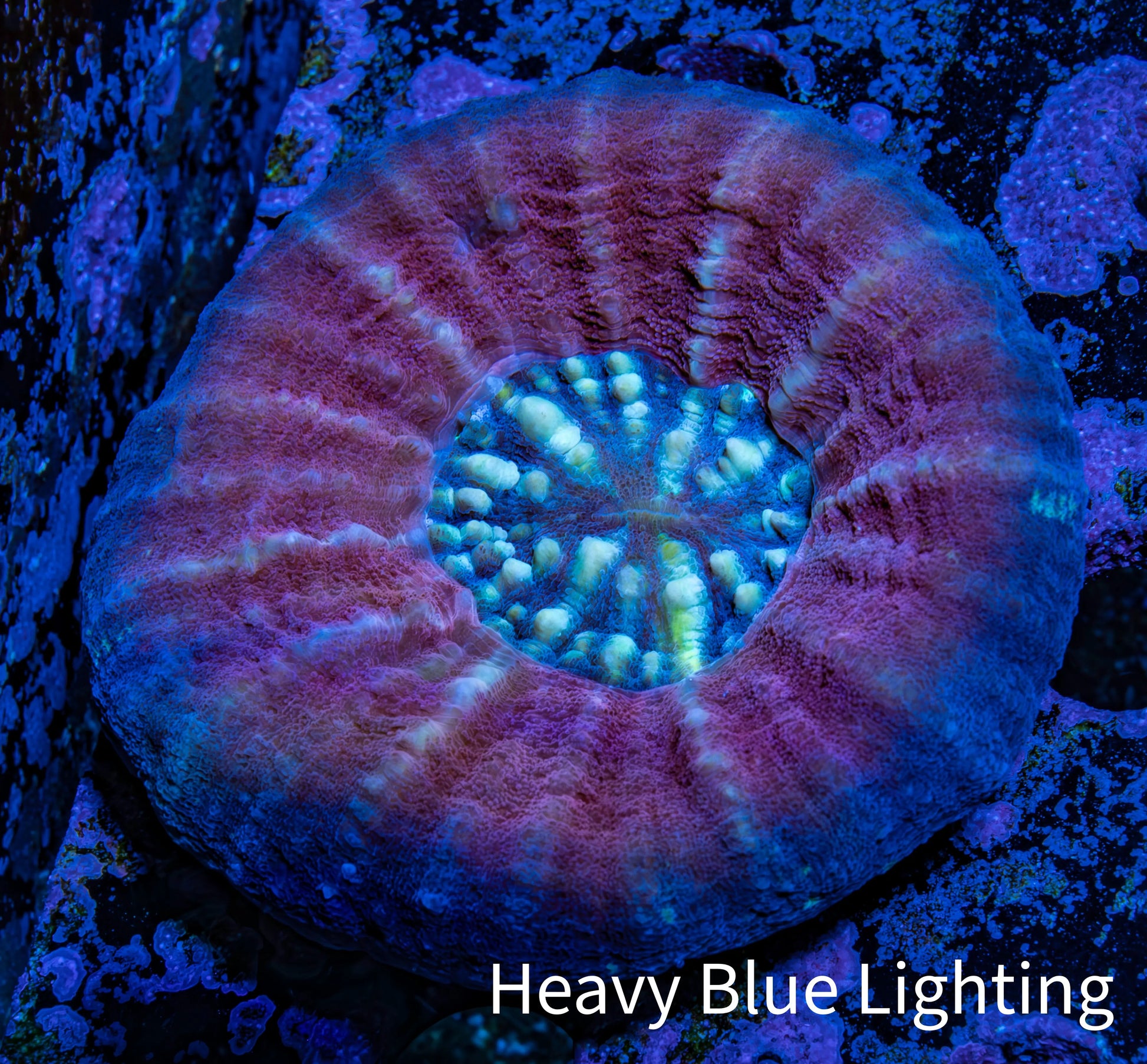 Scolymia Coral - Ultra Pink and Blue Scoly WYSIWYG 5cm Scolymia Coral - Ultra Pink and Blue Scoly WYSIWYG 5cm LPS Scolymia Coral - Ultra Pink and Blue Scoly WYSIWYG 5cm Zeo Box Reef