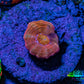 Scolymia Coral - Ultra  Scoly Frag WYSIWYG 1.5cm Scolymia Coral - Ultra  Scoly Frag WYSIWYG 1.5cm LPS Scolymia Coral - Ultra  Scoly Frag WYSIWYG 1.5cm Zeo Box Reef