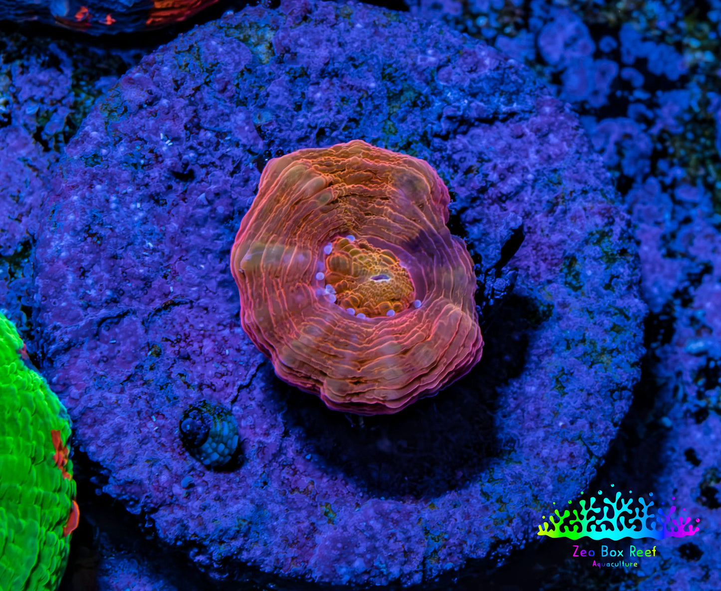 Scolymia Coral - Ultra  Scoly Frag WYSIWYG 1.5cm Scolymia Coral - Ultra  Scoly Frag WYSIWYG 1.5cm LPS Scolymia Coral - Ultra  Scoly Frag WYSIWYG 1.5cm Zeo Box Reef