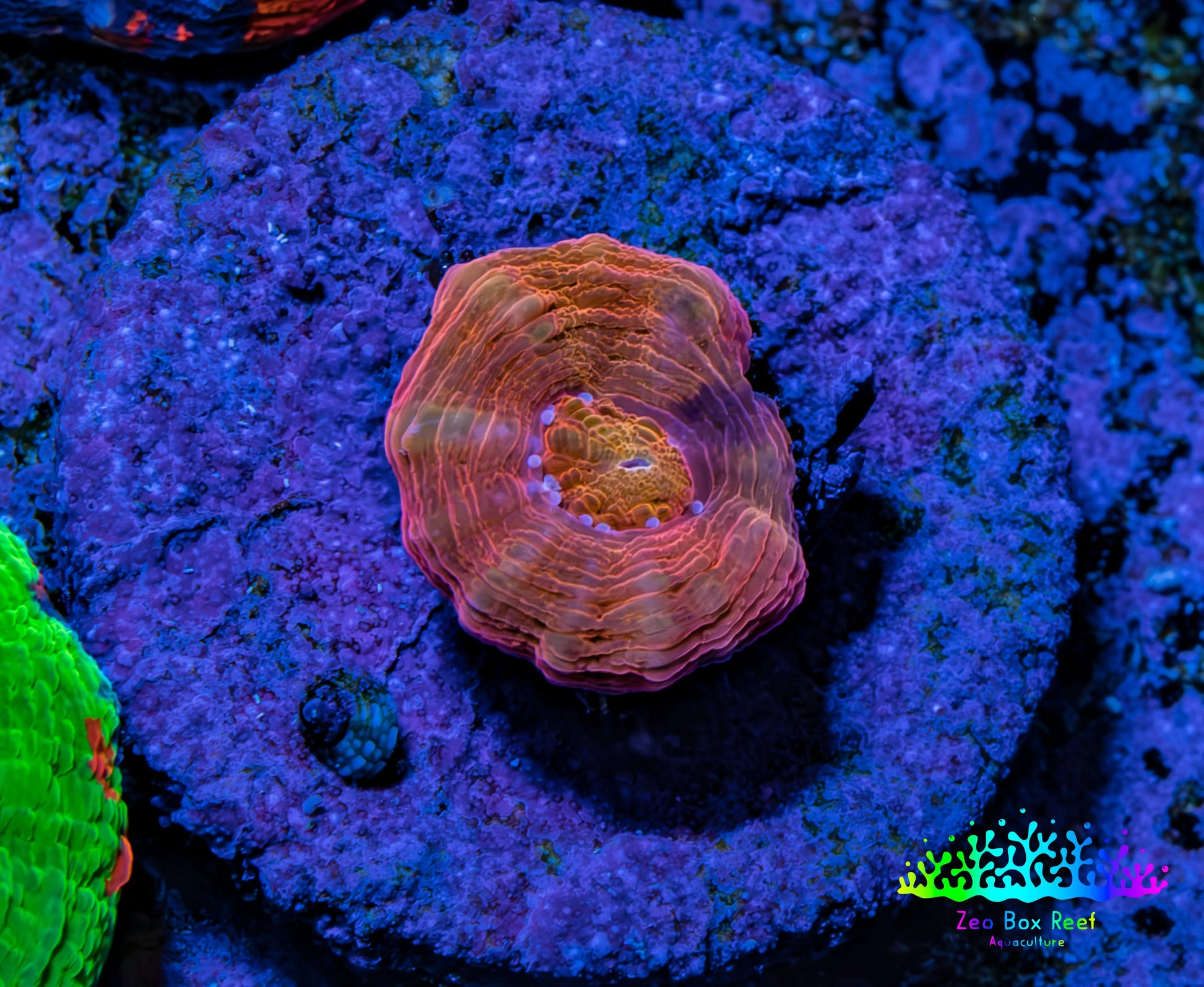 Scolymia Coral - Ultra  Scoly Frag WYSIWYG 1.5cm Scolymia Coral - Ultra  Scoly Frag WYSIWYG 1.5cm LPS Scolymia Coral - Ultra  Scoly Frag WYSIWYG 1.5cm Zeo Box Reef