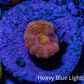 Scolymia Coral - Ultra  Scoly Frag WYSIWYG 1.5cm Scolymia Coral - Ultra  Scoly Frag WYSIWYG 1.5cm LPS Scolymia Coral - Ultra  Scoly Frag WYSIWYG 1.5cm Zeo Box Reef
