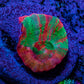 Scolymia Coral - Ultra  Scoly Frag WYSIWYG 2.5cm Scolymia Coral - Ultra  Scoly Frag WYSIWYG 2.5cm LPS Scolymia Coral - Ultra  Scoly Frag WYSIWYG 2.5cm Zeo Box Reef