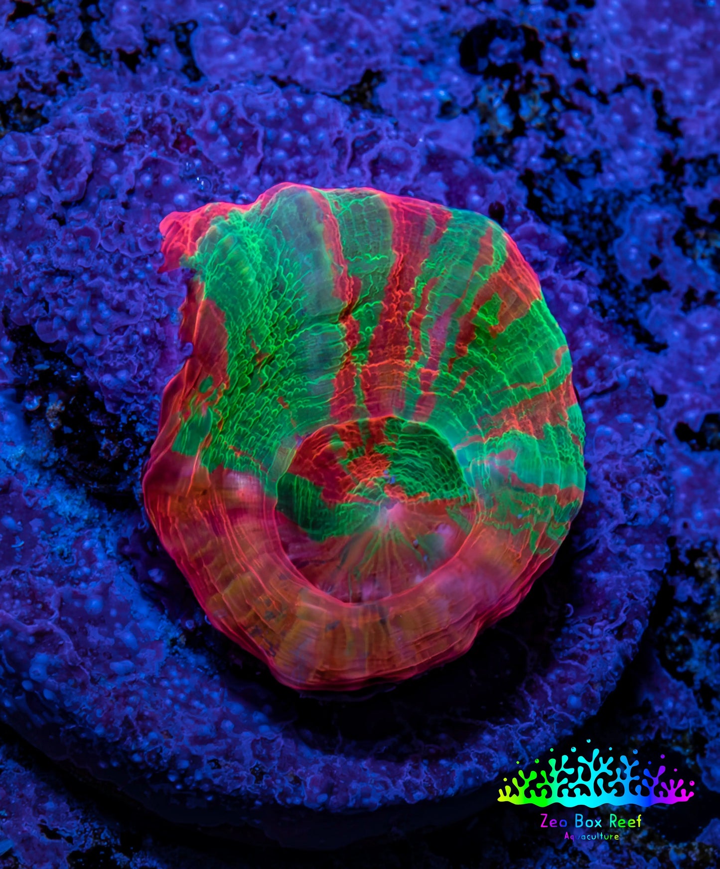 Scolymia Coral - Ultra  Scoly Frag WYSIWYG 2.5cm Scolymia Coral - Ultra  Scoly Frag WYSIWYG 2.5cm LPS Scolymia Coral - Ultra  Scoly Frag WYSIWYG 2.5cm Zeo Box Reef