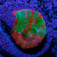 Scolymia Coral - Ultra  Scoly Frag WYSIWYG 2.5cm Scolymia Coral - Ultra  Scoly Frag WYSIWYG 2.5cm LPS Scolymia Coral - Ultra  Scoly Frag WYSIWYG 2.5cm Zeo Box Reef
