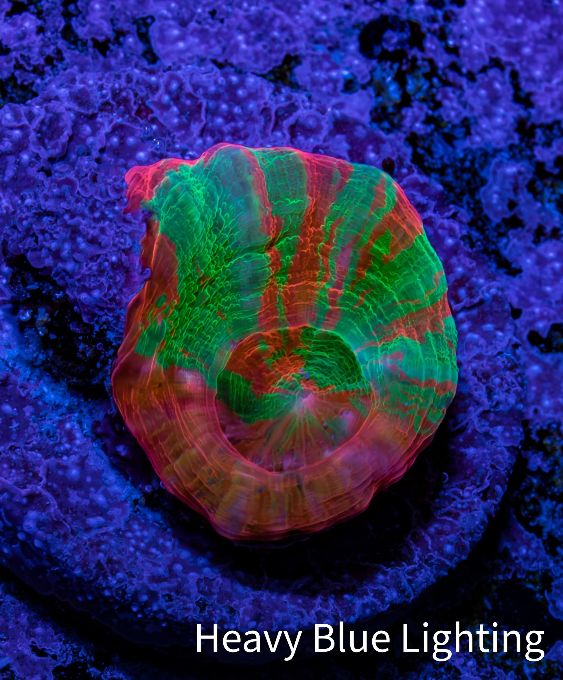 Scolymia Coral - Ultra  Scoly Frag WYSIWYG 2.5cm Scolymia Coral - Ultra  Scoly Frag WYSIWYG 2.5cm LPS Scolymia Coral - Ultra  Scoly Frag WYSIWYG 2.5cm Zeo Box Reef