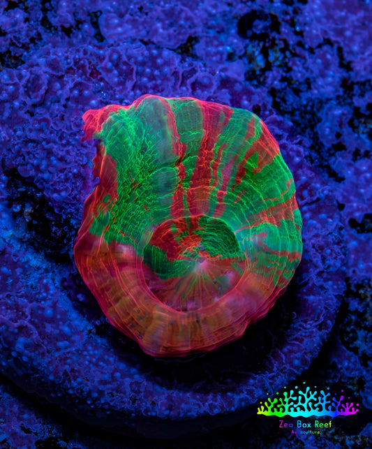 Scolymia Coral - Ultra  Scoly Frag WYSIWYG 2.5cm Scolymia Coral - Ultra  Scoly Frag WYSIWYG 2.5cm LPS Scolymia Coral - Ultra  Scoly Frag WYSIWYG 2.5cm Zeo Box Reef