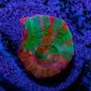 Scolymia Coral - Ultra  Scoly Frag WYSIWYG 2.5cm Scolymia Coral - Ultra  Scoly Frag WYSIWYG 2.5cm LPS Scolymia Coral - Ultra  Scoly Frag WYSIWYG 2.5cm Zeo Box Reef