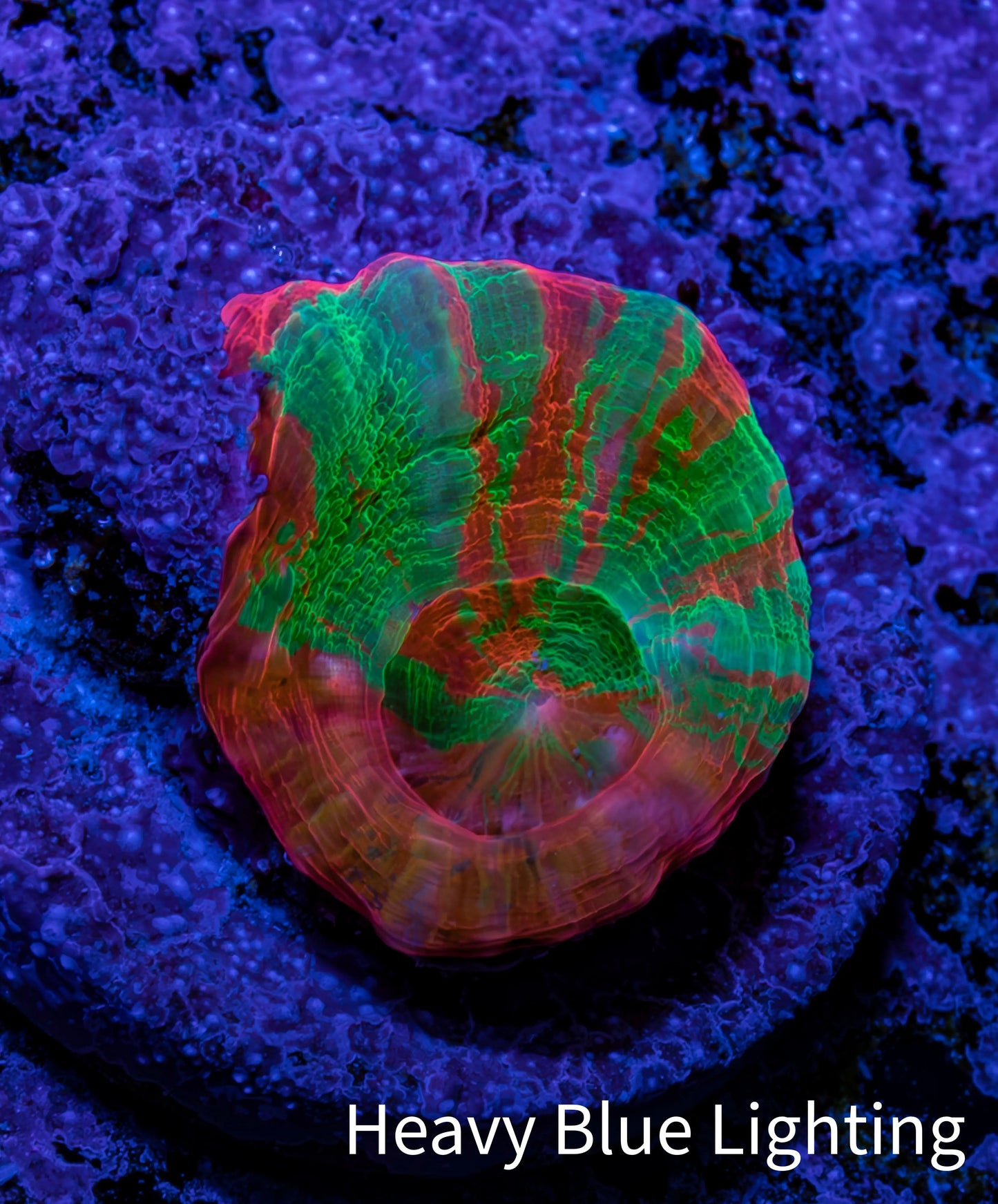 Scolymia Coral - Ultra  Scoly Frag WYSIWYG 2.5cm Scolymia Coral - Ultra  Scoly Frag WYSIWYG 2.5cm LPS Scolymia Coral - Ultra  Scoly Frag WYSIWYG 2.5cm Zeo Box Reef