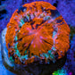 Scolymia Coral - Ultra  Scoly Frag WYSIWYG 2cm Scolymia Coral - Ultra  Scoly Frag WYSIWYG 2cm LPS Scolymia Coral - Ultra  Scoly Frag WYSIWYG 2cm Zeo Box Reef
