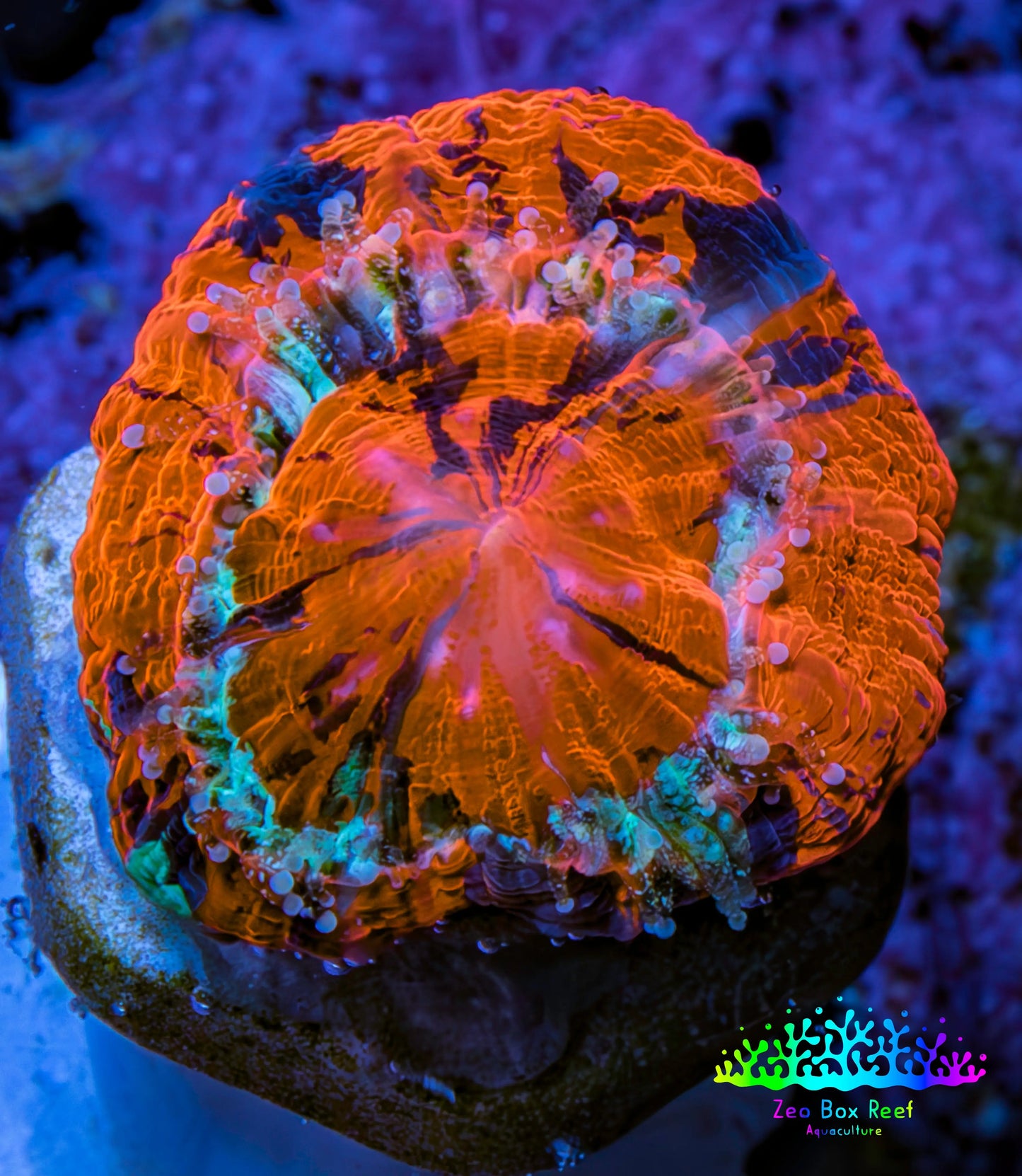 Scolymia Coral - Ultra  Scoly Frag WYSIWYG 2cm Scolymia Coral - Ultra  Scoly Frag WYSIWYG 2cm LPS Scolymia Coral - Ultra  Scoly Frag WYSIWYG 2cm Zeo Box Reef