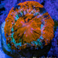 Scolymia Coral - Ultra  Scoly Frag WYSIWYG 2cm Scolymia Coral - Ultra  Scoly Frag WYSIWYG 2cm LPS Scolymia Coral - Ultra  Scoly Frag WYSIWYG 2cm Zeo Box Reef