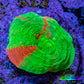 Scolymia Coral - Ultra  Scoly Frag WYSIWYG 2cm Scolymia Coral - Ultra  Scoly Frag WYSIWYG 2cm LPS Scolymia Coral - Ultra  Scoly Frag WYSIWYG 2cm Zeo Box Reef