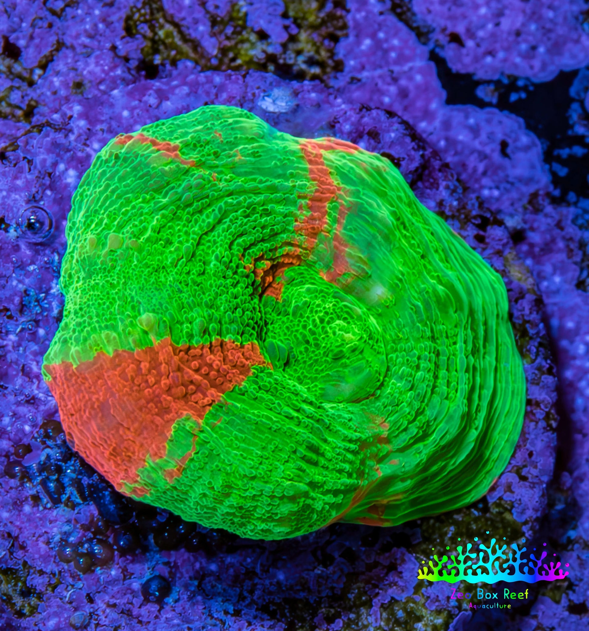 Scolymia Coral - Ultra  Scoly Frag WYSIWYG 2cm Scolymia Coral - Ultra  Scoly Frag WYSIWYG 2cm LPS Scolymia Coral - Ultra  Scoly Frag WYSIWYG 2cm Zeo Box Reef