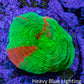 Scolymia Coral - Ultra  Scoly Frag WYSIWYG 2cm Scolymia Coral - Ultra  Scoly Frag WYSIWYG 2cm LPS Scolymia Coral - Ultra  Scoly Frag WYSIWYG 2cm Zeo Box Reef