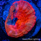 Scolymia Coral - Ultra Scoly Frag WYSIWYG Scolymia Coral - Ultra Scoly Frag WYSIWYG LPS Scolymia Coral - Ultra Scoly Frag WYSIWYG Zeo Box Reef