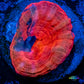 Scolymia Coral - Ultra Scoly Frag WYSIWYG Scolymia Coral - Ultra Scoly Frag WYSIWYG LPS Scolymia Coral - Ultra Scoly Frag WYSIWYG Zeo Box Reef