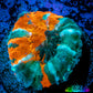 Scolymia Coral - Ultra Scoly Frag WYSIWYG Scolymia Coral - Ultra Scoly Frag WYSIWYG LPS Scolymia Coral - Ultra Scoly Frag WYSIWYG Zeo Box Reef