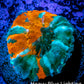 Scolymia Coral - Ultra Scoly Frag WYSIWYG Scolymia Coral - Ultra Scoly Frag WYSIWYG LPS Scolymia Coral - Ultra Scoly Frag WYSIWYG Zeo Box Reef