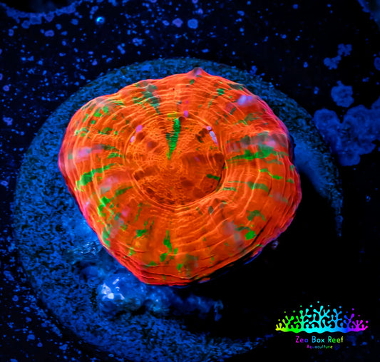 Scolymia Coral - Ultra  Scoly Frag WYSIWYG Scolymia Coral - Ultra  Scoly Frag WYSIWYG LPS Scolymia Coral - Ultra  Scoly Frag WYSIWYG Zeo Box Reef