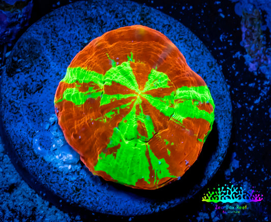 Scolymia Coral - Ultra  Scoly Frag WYSIWYG Scolymia Coral - Ultra  Scoly Frag WYSIWYG LPS Scolymia Coral - Ultra  Scoly Frag WYSIWYG Zeo Box Reef