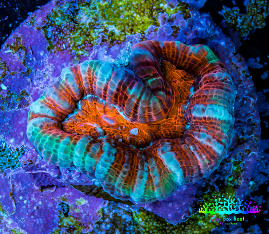 Scolymia Coral - Ultra  Scoly Frag WYSIWYG Scolymia Coral - Ultra  Scoly Frag WYSIWYG LPS Scolymia Coral - Ultra  Scoly Frag WYSIWYG Zeo Box Reef