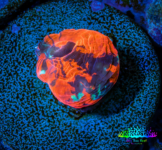 Scolymia Coral - Ultra  Scoly Frag WYSIWYG Scolymia Coral - Ultra  Scoly Frag WYSIWYG LPS Scolymia Coral - Ultra  Scoly Frag WYSIWYG Zeo Box Reef