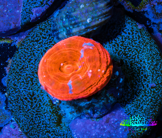Scolymia Coral - Ultra  Scoly Frag WYSIWYG Scolymia Coral - Ultra  Scoly Frag WYSIWYG LPS Scolymia Coral - Ultra  Scoly Frag WYSIWYG Zeo Box Reef